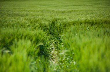 buğday gökyüzü ve yeşil alan ile güzel manzara