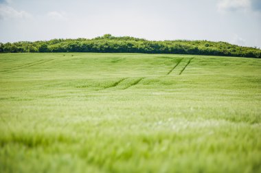 buğday gökyüzü ve yeşil alan ile güzel manzara