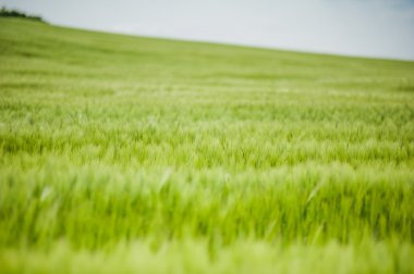 buğday gökyüzü ve yeşil alan ile güzel manzara