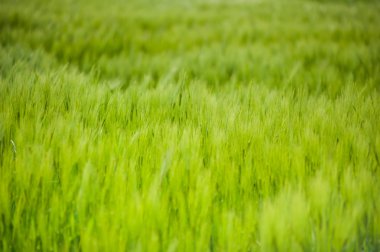 buğday gökyüzü ve yeşil alan ile güzel manzara