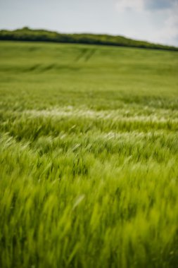 buğday gökyüzü ve yeşil alan ile güzel manzara