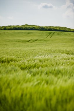 buğday gökyüzü ve yeşil alan ile güzel manzara