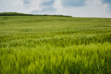 buğday gökyüzü ve yeşil alan ile güzel manzara