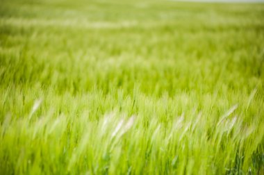 buğday gökyüzü ve yeşil alan ile güzel manzara