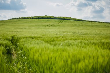 buğday gökyüzü ve yeşil alan ile güzel manzara