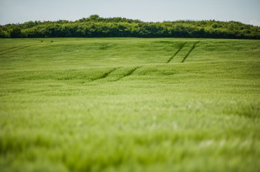 buğday gökyüzü ve yeşil alan ile güzel manzara