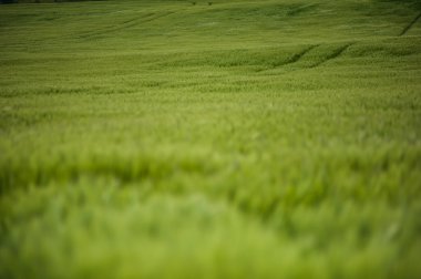 buğday gökyüzü ve yeşil alan ile güzel manzara