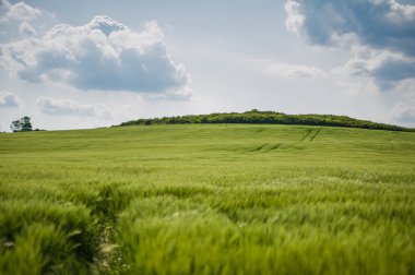 buğday gökyüzü ve yeşil alan ile güzel manzara