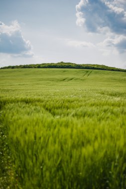 buğday gökyüzü ve yeşil alan ile güzel manzara