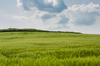 buğday gökyüzü ve yeşil alan ile güzel manzara