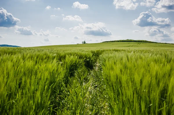 Hermoso paisaje con el cielo y el campo verde de trigo — Foto de Stock