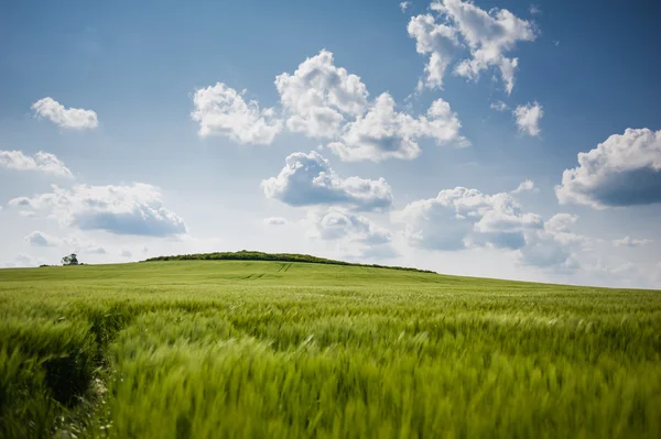 Hermoso paisaje con el cielo y el campo verde de trigo — Foto de Stock