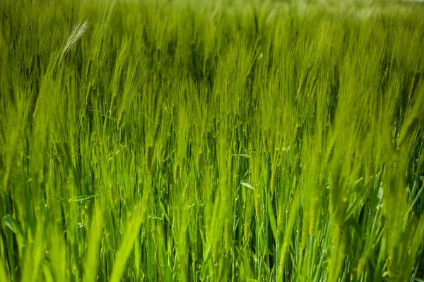 小麦の空と緑のフィールドと美しい風景 — ストック写真