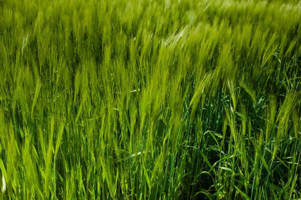 Vackert landskap med sky och gröna fältet av vete — Stockfoto
