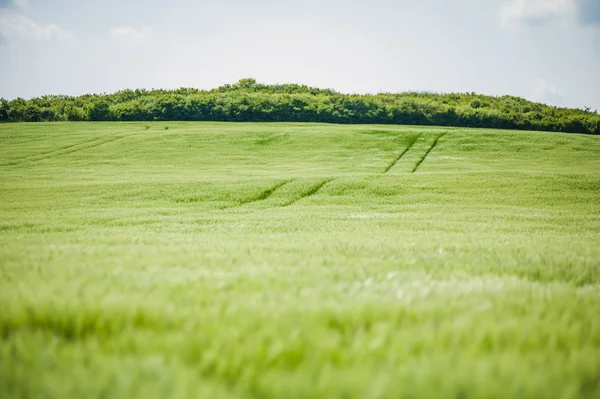 buğday gökyüzü ve yeşil alan ile güzel manzara