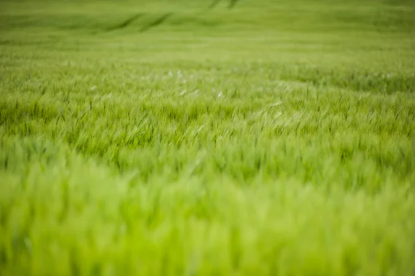 Vackert landskap med sky och gröna fältet av vete — Stockfoto