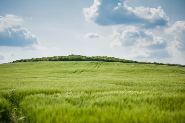 buğday gökyüzü ve yeşil alan ile güzel manzara