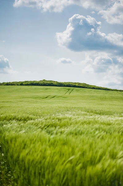 buğday gökyüzü ve yeşil alan ile güzel manzara