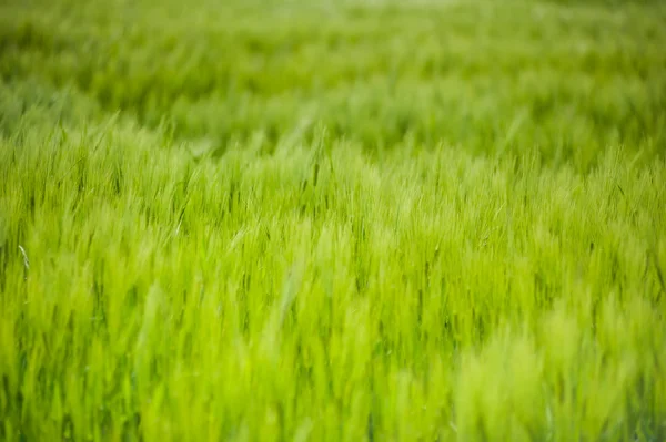 Vackert landskap med sky och gröna fältet av vete — Stockfoto