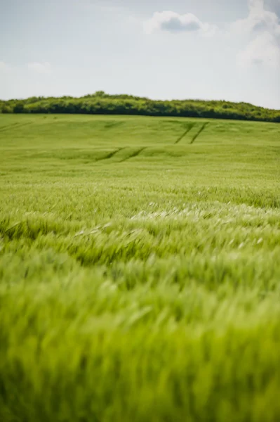 Hermoso paisaje con el cielo y el campo verde de trigo — Foto de Stock