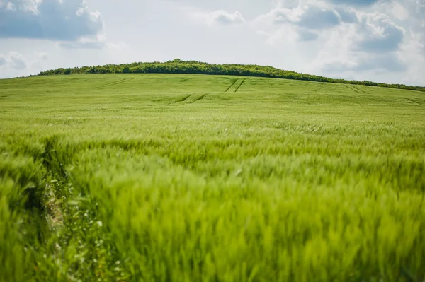 buğday gökyüzü ve yeşil alan ile güzel manzara
