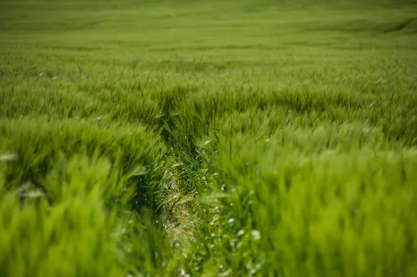 buğday gökyüzü ve yeşil alan ile güzel manzara