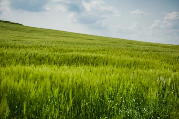 buğday gökyüzü ve yeşil alan ile güzel manzara
