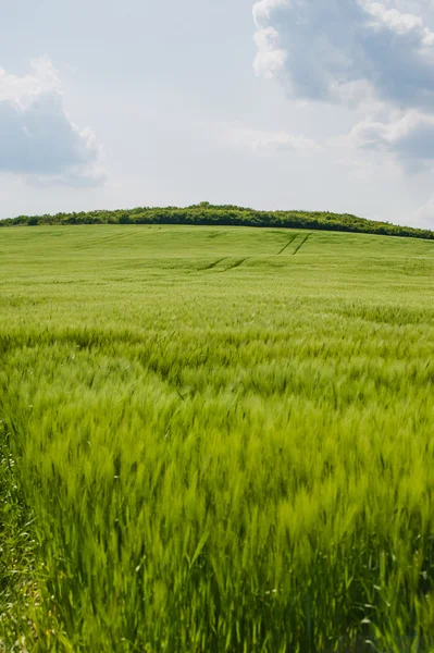 buğday gökyüzü ve yeşil alan ile güzel manzara