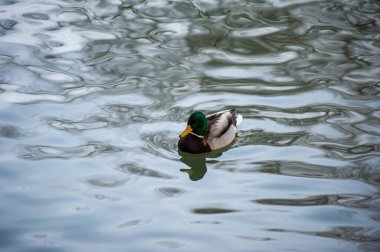 Ördek gölde yüzüyor.