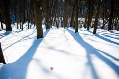 Kış ormanı, kar, ağaçlar, doğa, zemin,