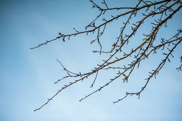 死树树枝上蓝蓝的天空背景 — 图库照片