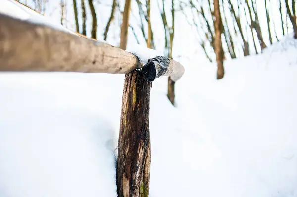 Karda Huş Ağacı — Stok fotoğraf