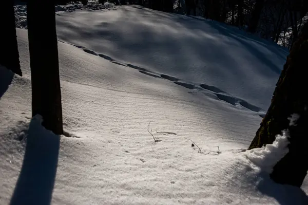 Vinterlandskap Med Snötäckta Träd — Stockfoto