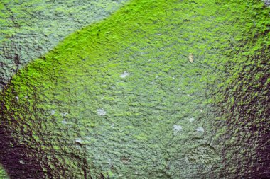 soyut yeşil doku, arkaplan, duvar kağıdını kopyala