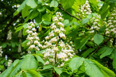 Bahçede çiçek açan elma ağacı