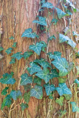 Yerde yeşil yapraklar