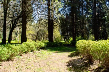 Ormanda patikası olan güzel bir manzara.