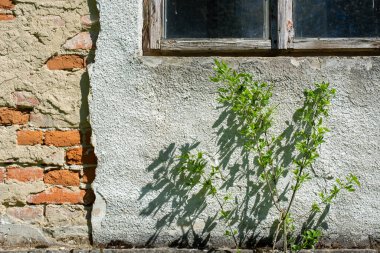Sarmaşık ve yeşil yapraklı eski tuğla duvar