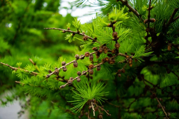 Grön Tall Gren Med Nålar Bakgrund Skogen — Stockfoto