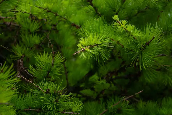 Groene Dennenboom Tak Het Bos — Stockfoto