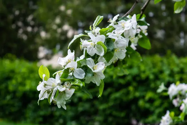 Flores Blancas Del Manzano Primavera —  Fotos de Stock