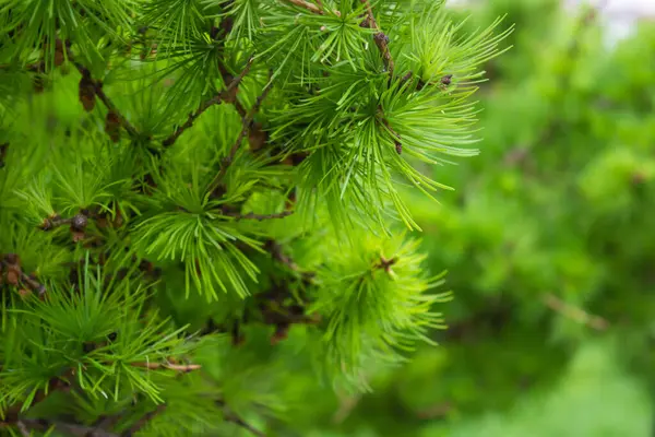 Ramo Abeto Verde Com Agulhas Contexto Floresta — Fotografia de Stock