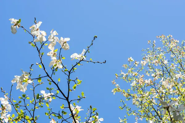 蓝天背景上美丽的白花 — 图库照片