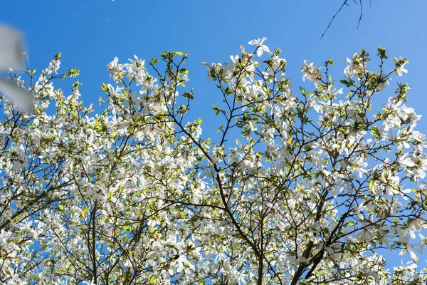 Spring Flowers Tree — Stock Photo, Image