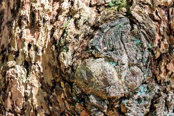 Struttura Una Corteccia Albero — Foto Stock