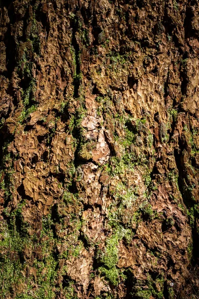 Textura Uma Casca Árvore — Fotografia de Stock