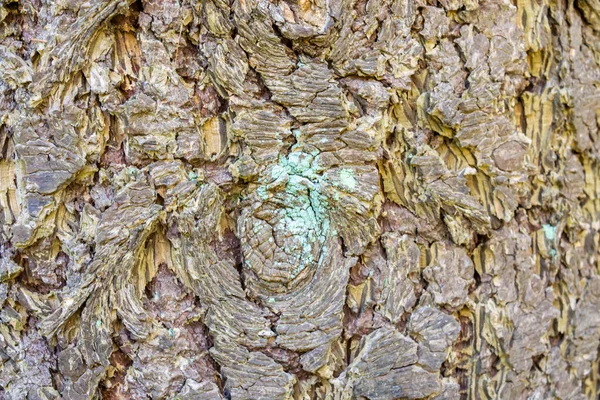 Primo Piano Una Corteccia Albero — Foto Stock