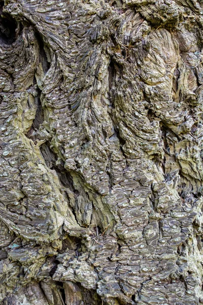 Primo Piano Una Corteccia Albero — Foto Stock