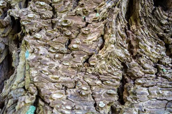 Primo Piano Una Corteccia Albero — Foto Stock