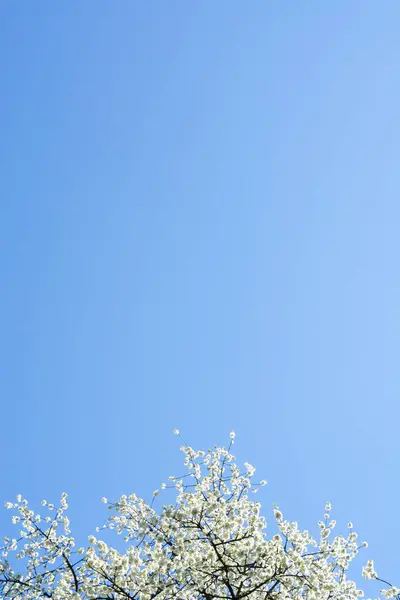 Piękne Białe Kwiaty Tle Niebieskiego Nieba — Zdjęcie stockowe